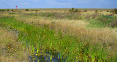 RSPB Shorne Marshes